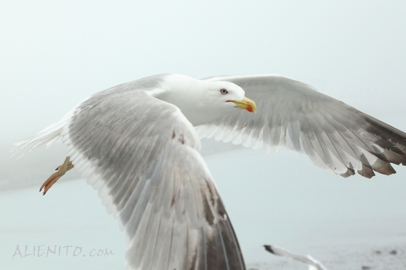 Bespoke SeaGull Bird Photography