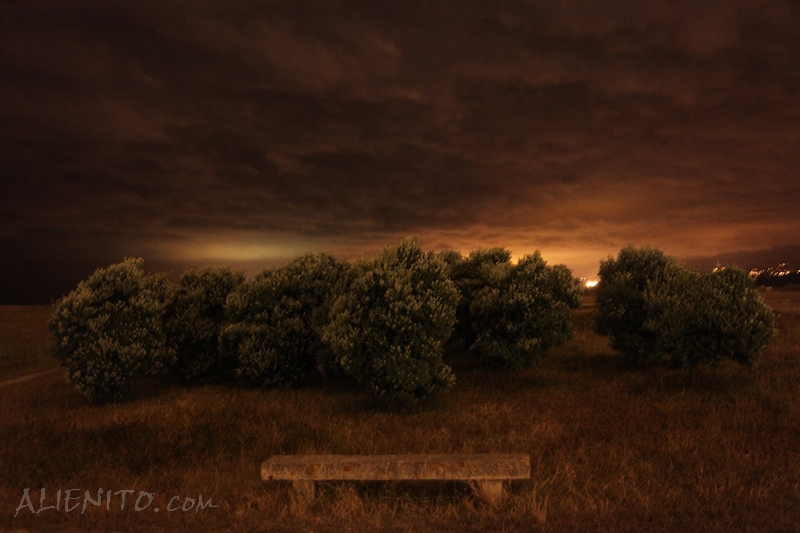 Haunted Forrest